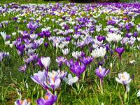 Pascale Lanvin, ostéo fluidique, énergéticienne, magnétiseur, coupeur de feu, M2P Champ Informationnel, drainage lympho fluidique, bio résonance, soin Egypto Essenien, Harmonisation Globale, Mériel, Val d’Oise, 95, Taverny, Cergy Pontoise, Pontoise, Méry 