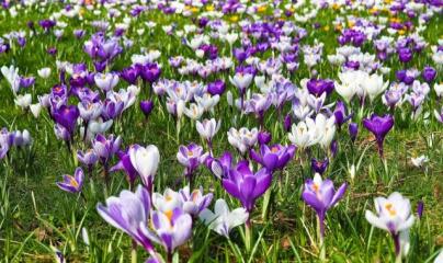 Pascale Lanvin, ostéo fluidique, énergéticienne, magnétiseur, coupeur de feu, M2P Champ Informationnel, drainage lympho fluidique, bio résonance, soin Egypto Essenien, Harmonisation Globale, Mériel, Val d’Oise, 95, Taverny, Cergy Pontoise, Pontoise, Méry 